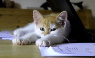 A kitty and some math papers.